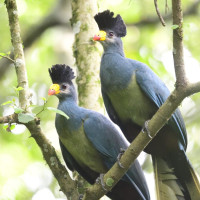 Great Blue Turaco